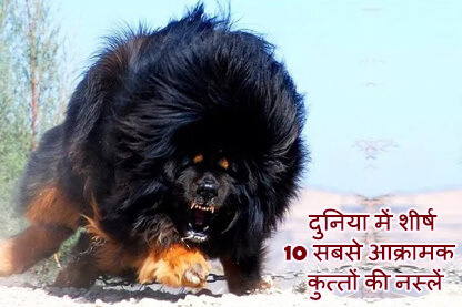 दुनिया में शीर्ष 10 सबसे आक्रामक कुत्तों की नस्लें